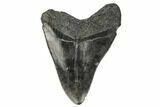 Fossil Megalodon Tooth - South Carolina #187768-1